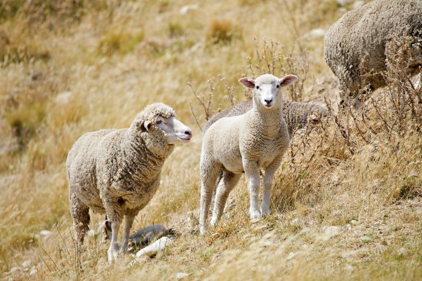 偏远地区的羊图片下载