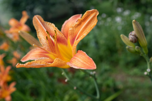 虎百合花与蜗牛在模糊的绿色背景。盛开的百合出版，设计，海报，日历，后，屏幕保护程序，墙纸，明信片，封面，网站。高质量照片图片下载