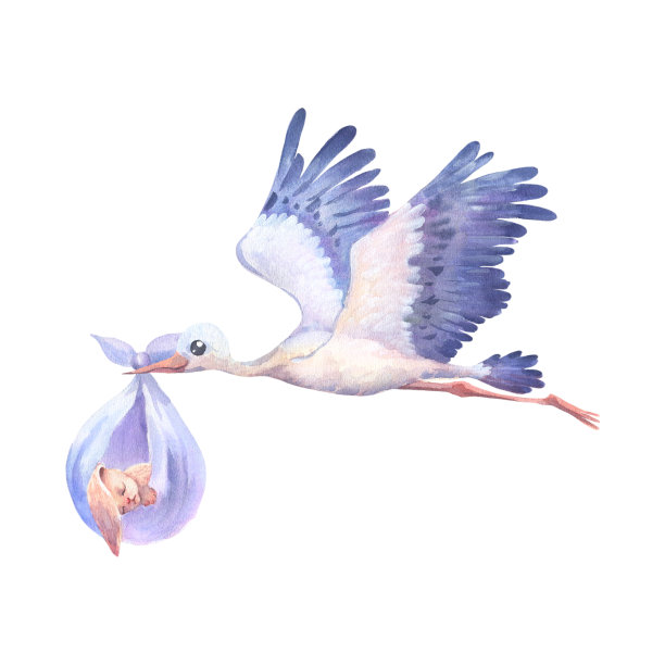 水彩手绘飞白鹳与睡着的宝宝兔子。手绘彩霞鸟插图孤立的白色背景。图片下载