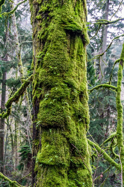 长满苔藓的公园树木图片下载