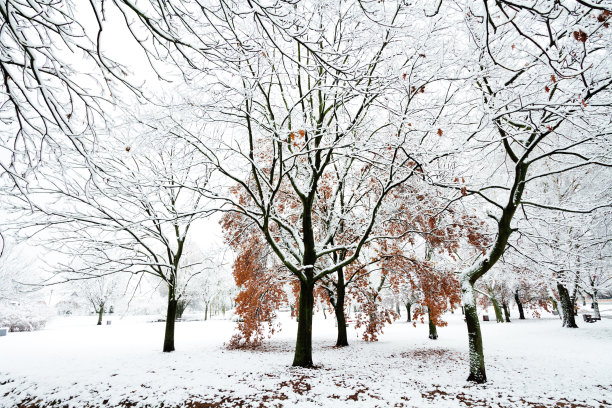 景观冬攻在城市公园，新鲜的雪在树上，五颜六色的叶子，美丽的冬季景色图片下载