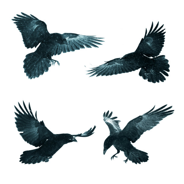 鸟类飞行乌鸦孤立在白色背景乌鸦。万圣节——四只鸟混在一起图片下载