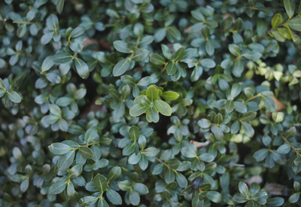 绿色树叶图案自然背景集中图片下载