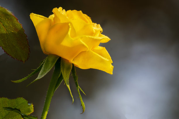 露珠落在黄色的玫瑰花瓣上，浪漫，自然的库存图像。蔷薇，多年生木本开花植物，蔷薇属，蔷薇科。用于贺卡、广告和其他商业用途，图片下载