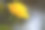 露珠落在黄色的玫瑰花瓣上，浪漫，自然的库存图像。蔷薇，多年生木本开花植物，蔷薇属，蔷薇科。用于贺卡、广告和其他商业用途，图片下载