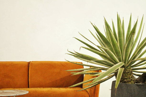 简约的工业现代风格的客厅，白墙，室内有沙发，茶几和植物图片下载