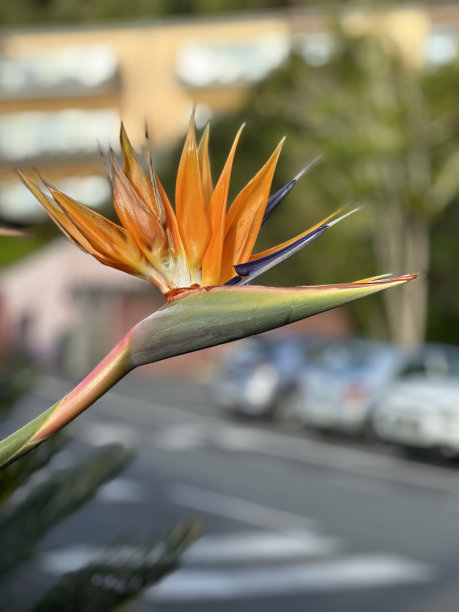 天堂鸟花图片下载