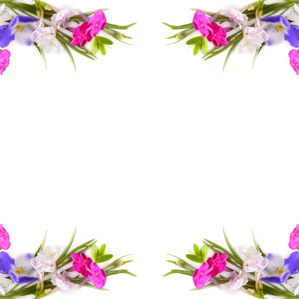 白色背景上的雏菊、夹竹桃和紫罗兰图案。文本的空闲空间。图片下载
