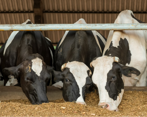 奶牛喂奶，圈养牛图片下载