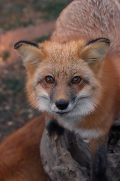 好奇的小狐狸图片下载