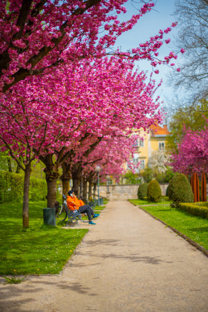 盛开的樱桃树图片下载