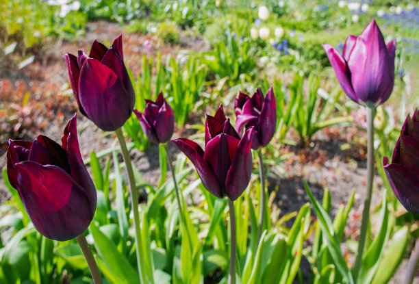 敬畏波茨坦四月的郁金香图片下载