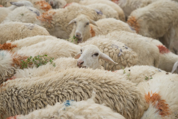 越南潘让的一群羊。图片下载