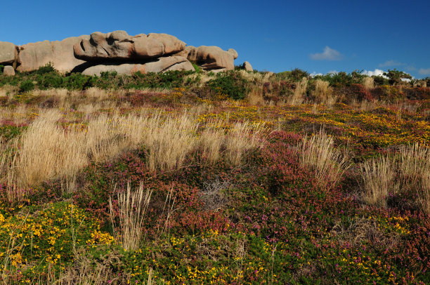 草地上盛开的野花和石南在法国布列塔尼的普洛马纳赫红岩海岸图片下载