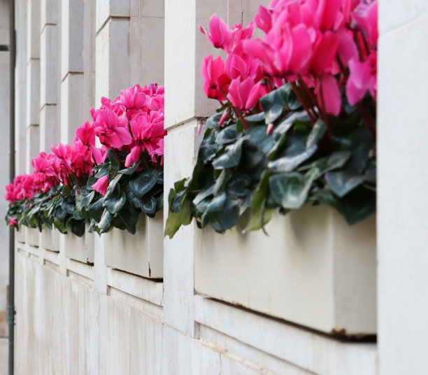 街道窗户上美丽的紫色仙客来花丛。窗框插花。街景，开花植物。图片下载