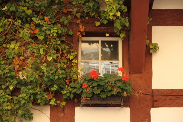 长满常春藤的房子图片下载