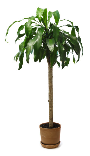 白色背景上孤立的棕榈树(龙血树)图片下载