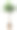 白色背景上孤立的棕榈树(龙血树)图片下载