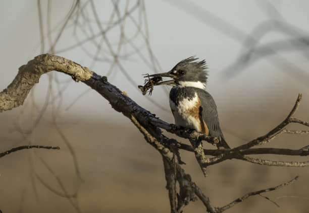 King Fisher和小龙虾图片下载