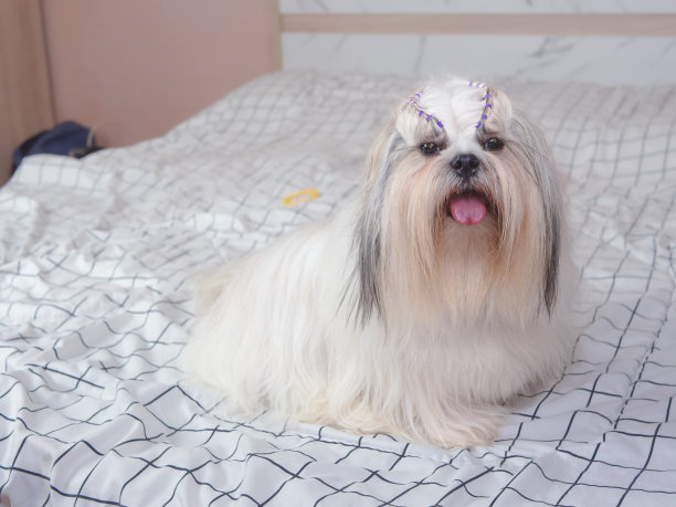 可爱的毛茸茸的狮子狗小狗在卧室在家里。图片下载
