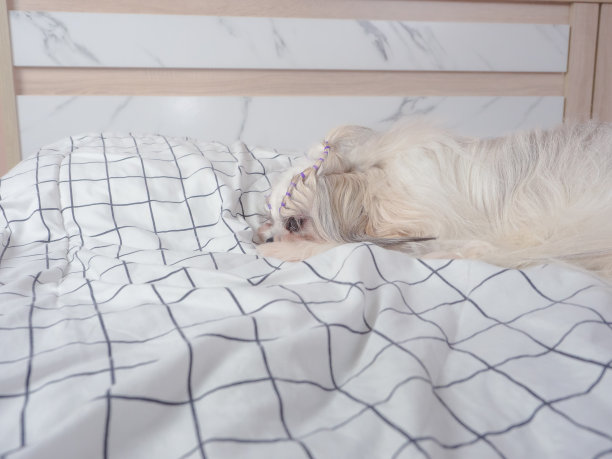 可爱的毛茸茸的狮子狗小狗在卧室在家里。图片下载