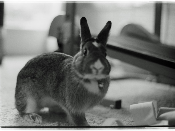 兔子在胶片上摆姿势拍照图片下载