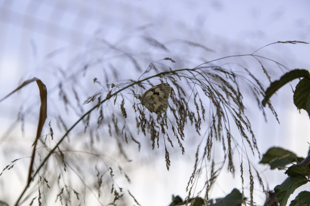 树枝上的蝴蝶图片下载