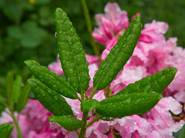 花园里雨后的杜鹃花。图片下载