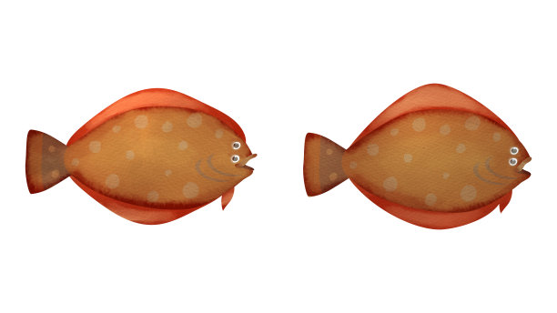 大理石纹比目鱼和黄条纹比目鱼图片下载