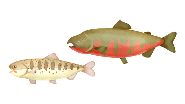 红斑马苏鳟鱼图片下载