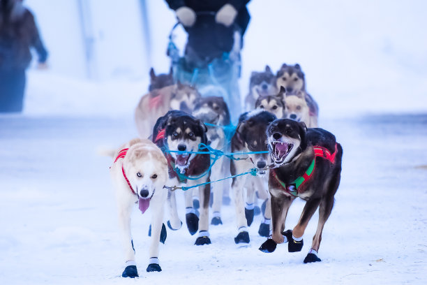 狗的比赛-狗拉雪橇在阿拉斯加图片下载