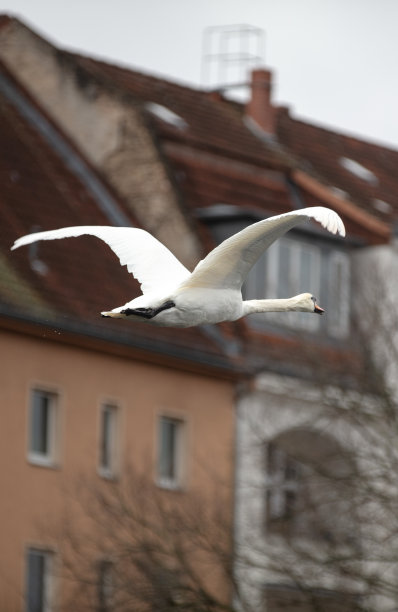 一只天鹅正在德国柏林上空飞行图片下载