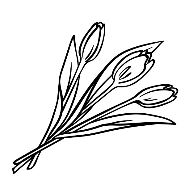 三束郁金香黑白线条素描图片下载