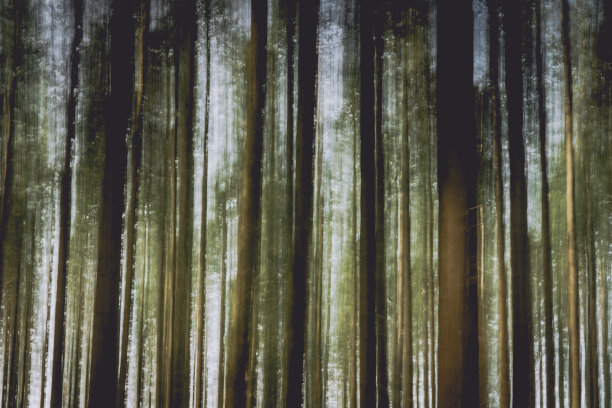 神奇而多雾的森林中的树木-完美的壁纸或背景图片下载