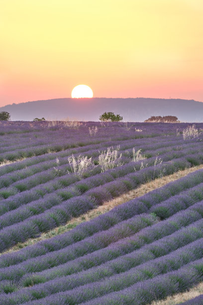 日落时分，薰衣草盛开。法国普罗旺斯图片下载