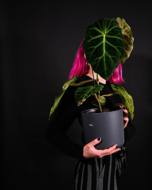 灰色盆中美丽室内植物（黑金刚蔓绿绒）特写图片下载