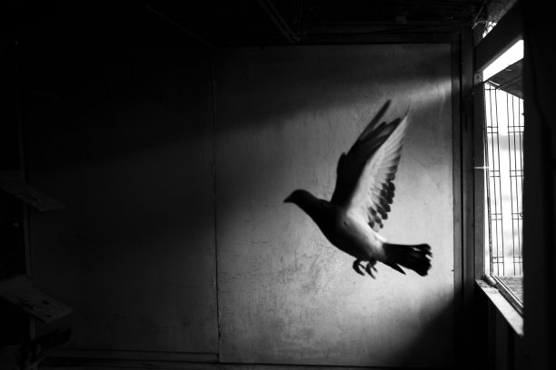 赛信鸽图片下载