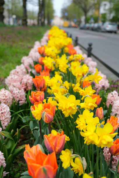 在德国柏林的一个城市公园里，一排排五彩缤纷的春天花朵图片下载