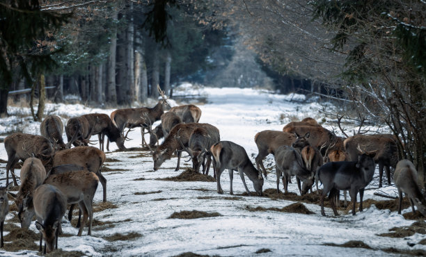 鹿群在冬天的森林里吃草图片下载