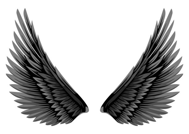 黑白翅膀孤立在白色上图片下载