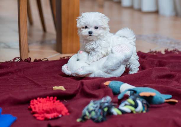 一只可爱的毛茸茸的家狗在紫红色毯子上玩玩具的特写肖像图片下载