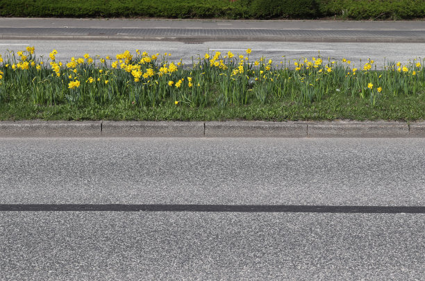 2条道路中间可爱的黄色花朵的水平视图图片下载