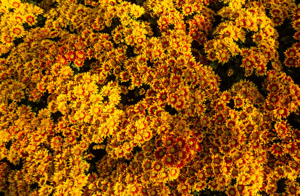 黄色的菊花图片下载