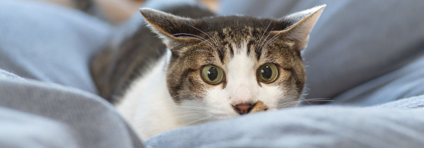 盯着猫图片下载