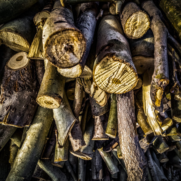 细碎的灌木图片下载