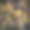 细碎的灌木图片下载