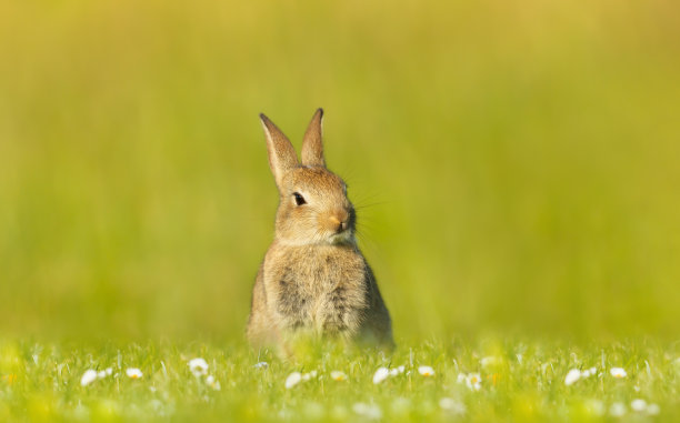 一只可爱的小兔子坐在草地上图片下载