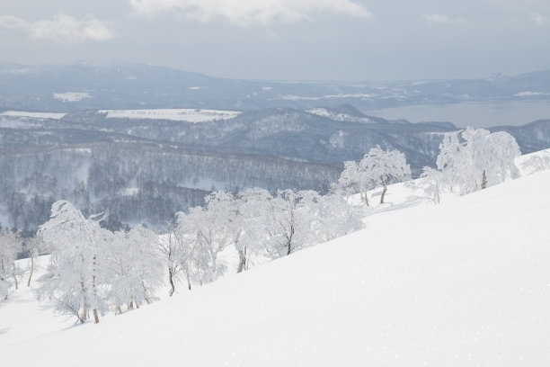 山坡上结冰的树图片下载