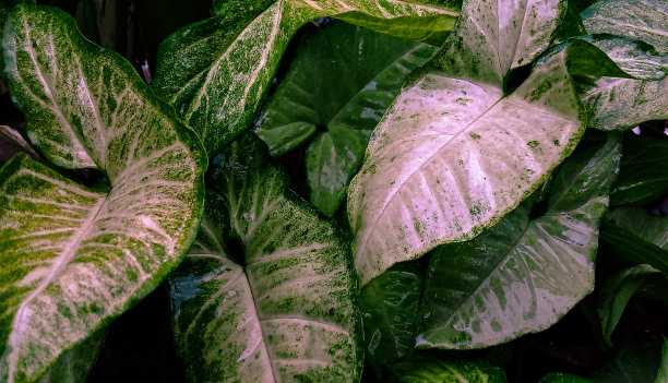 观赏植物湿叶图片下载