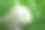 美丽的紫丁香花与水滴模糊的背景，特写图片下载